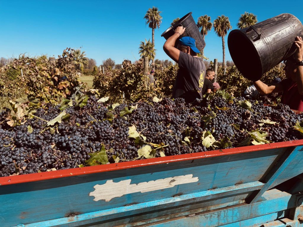 🍇𝐕𝐢𝐬𝐢𝐭𝐚 𝐬𝐩𝐞𝐜𝐢𝐚𝐥𝐞 𝐭𝐫𝐚 𝐢 𝐩𝐫𝐨𝐟𝐮𝐦𝐢 𝐝𝐞𝐥𝐥𝐚 𝐯𝐞𝐧𝐝𝐞𝐦𝐦𝐢𝐚🍇