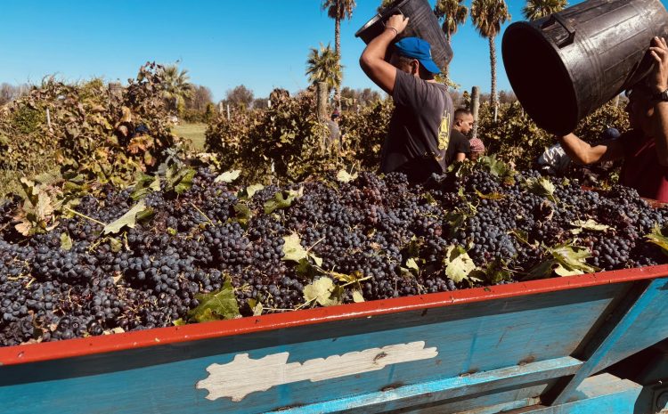  🍇𝐕𝐢𝐬𝐢𝐭𝐚 𝐬𝐩𝐞𝐜𝐢𝐚𝐥𝐞 𝐭𝐫𝐚 𝐢 𝐩𝐫𝐨𝐟𝐮𝐦𝐢 𝐝𝐞𝐥𝐥𝐚 𝐯𝐞𝐧𝐝𝐞𝐦𝐦𝐢𝐚🍇